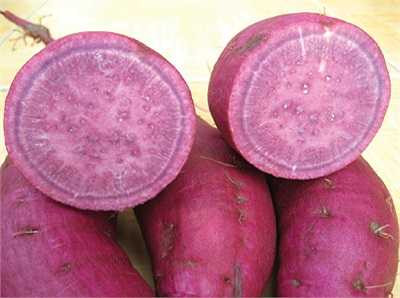 Khoai lang 'kỵ' với thực phẩm nào nhất? Đó chính là quả hồng. Vì khi kết hợp 2 loại thực phẩm này, lượng đường trong khoai lang sẽ lên men trong dạ dày, từ đó làm tăng việc tiết axit dịch vị. 