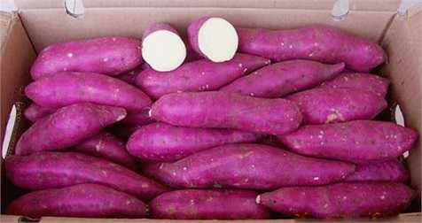 Vì hàm lượng can-xi trong khoai lang sau khi vào cơ thể cần tới 4-5h mới được cơ thể hấp thụ hết. 