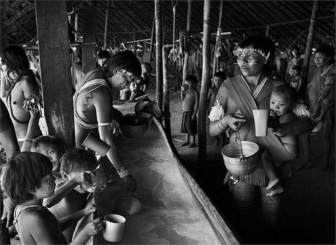 Người dân Yanomami uống loại rượu lên men từ hoa quả bên trong một thân cây rỗng
