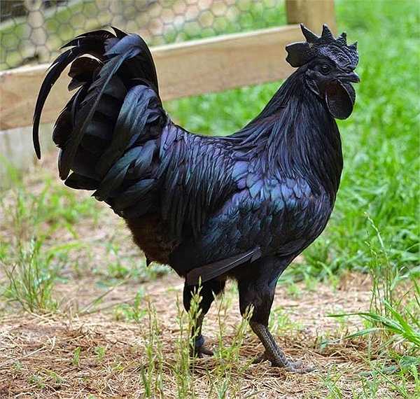 Sự thực về “máu đen” của loài gà “đại lộc”, đen từ... thịt tới lông, giá ngàn đô