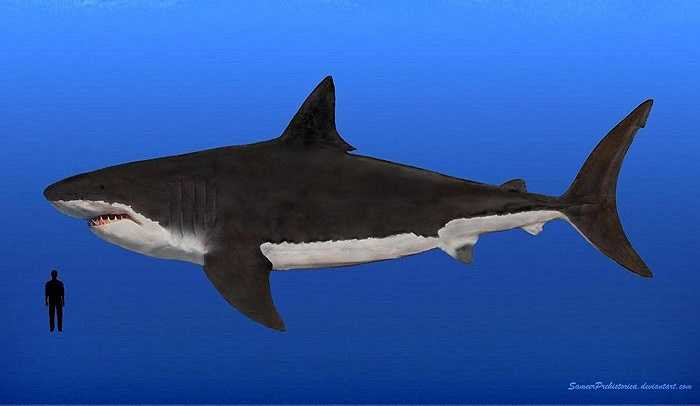 Hiện tại, thời điểm Megalodon xuất hiện trên Trái đất vẫn chưa có lời giải chính thức. Nhiều người cho rằng Megalodon xuất hiện từ 28 triệu năm trước nhưng lại có ý kiến cho rằng loài cá mập này xuất hiện từ 25 triệu năm trước. Còn thời điểm bị tuyệt chủng, qua tranh luận thì các nhà khảo cổ học xác định Megalodon đã bị tuyệt chủng cách đây 1,5 triệu năm trước. 