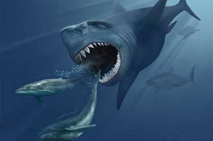  Cổ sinh vật học nghiên cứu chỉ ra rằng Carcharodon megalodon là một trong những loài sinh vật hung tợn nhất, mạnh nhất và lớn nhất trong tất cả các loài động vật có xương sống trong lịch sử.