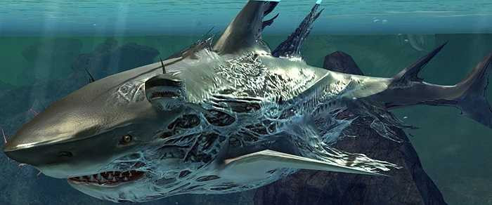 Một loài cá mập Megalodon trưởng thành thường dài 18m và nặng trung bình từ 50-60 tấn. Tuy nhiên một số nhà khoa học cho rằng Megalodon có thể dài tới 30m và nặng hơn 100 tấn. 