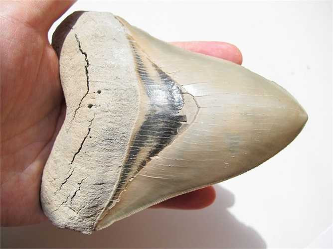 Megalodon có hàng trăm chiếc răng khỏe và sắc nhọn hình tam giác, mỗi chiếc dài 180mm. Chúng dùng những chiếc răng này để cắn, rỉa, xé và nhai con mồi. Megalodon là sinh vật có cú cắn mạnh nhất thế giới với độ cắn là 8 tấn, uy lực hơn nhiều so với cả khủng long bạo chúa và cá sấu. 