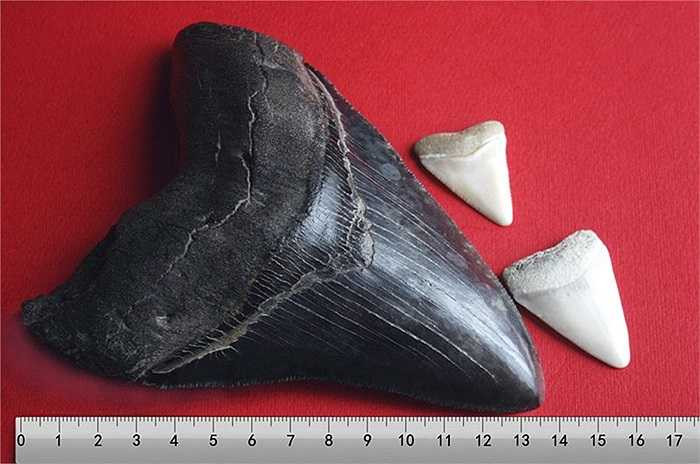 Nhiều tính toán cho rằng, cú cắn của Megalodon đủ làm nát bét một chiếc xe hơi. Ngoài ra chúng là loài sinh vật có miệng hàm to bậc nhất thế giới. Hàm của Megalodon đủ nuốt trọn 6 người trưởng thành. Dù có kích thước khổng lồ, nhưng loài cá mập này có thể bơi với vận tốc nhanh tới 70km/h vì qua sự khảo sát hóa thạch, cái đuôi phía sau và cánh bơi của Megalodon chuyển động rất linh hoạt và nhanh nhẹn, tạo điều kiện cho chúng có thể săn đuổi con mồi liên tục trong thời gian dài. 