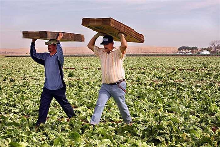 3. Lao động ở các trang trại - 9,65 USD/giờ Theo thống kê năm 2013, ngành nông nghiệp ở Mỹ tạo ra sản phẩm trị giá 143 tỷ USD đối với mảng cây trồng và 153 tỷ USD đối với mảng chăn nuôi. Dẫu vậy, phần lớn số tiền này chảy về túi của các ông chủ và các công ty, thay vì người lao động. Không chỉ có vậy, tình trạng lợi dụng sức lao động, đe dọa bằng vũ lực hay những tai nạn khác cũng thường xuyên đe dọa tính mạng, sức khỏe của những người làm nghề này.