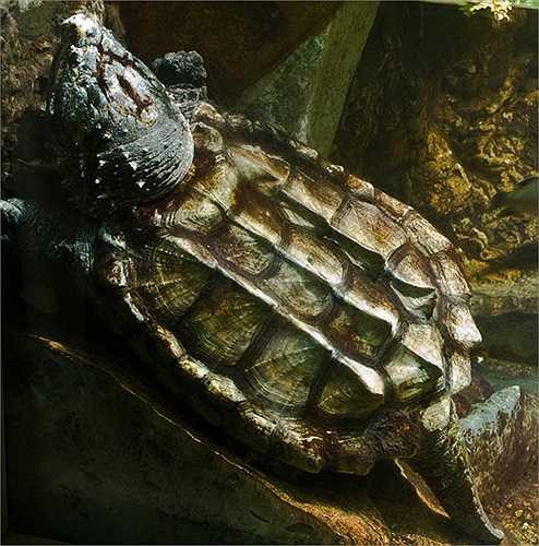 Trước đây, các nhà khoa học cho rằng loài vật kỳ dị này chúng có mặt trên trái đất cùng kỷ nguyên với loài khủng long bạo chúa và chúng cũng đã tuyệt chủng hàng triệu năm trước.