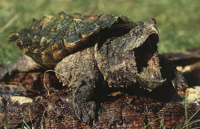 Mặc dù vậy, đến nay chưa có trường hợp nào ghi nhận về việc chúng tấn công con người.