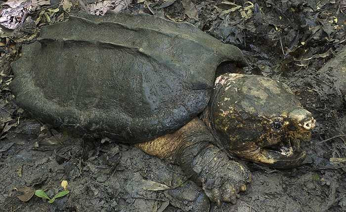 Món ăn sở trường của rùa cá sấu là thịt của các loài cá, ếch... thậm chí là hươu, nai, thỏ, xác chết của nhiều sinh vật, kể cả những loài rùa khác.