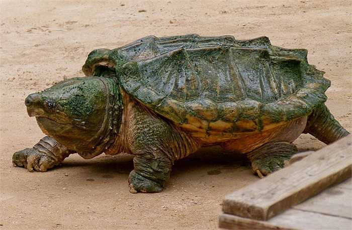 Chúng tấn công cả những động vật có vú như sóc, gấu trúc, tatu nếu vô tình lại gần mép nước.