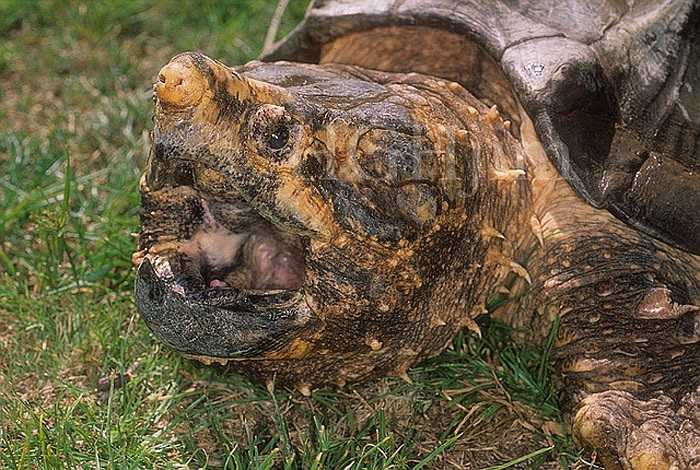 Rùa cá sấu được coi là trưởng khi chúng được 11 năm tuổi. Mùa sinh sản của chúng thường vào mùa xuân khi thời tiết ấm áp và mực nước ở các sông vừa phải.