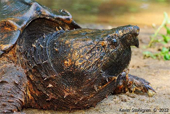 Con cái thường tìm đến vùng đất cao để đẻ trứng. Vùng đất rùa mẹ chọn thường cao hơn so với mực nước ít nhất từ 4 - 6m để ngăn không cho nước xâm nhập vào những quả trứng khi chúng chưa nở.