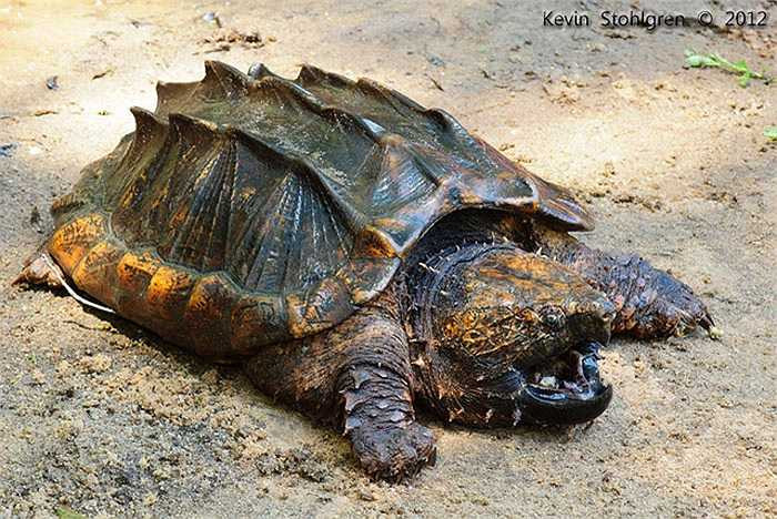 Mỗi lứa, rùa mẹ thường đẻ khoảng 8 - 50 trứng. Sau khi đẻ trứng, rùa mẹ dùng chiếc đuôi và các chi của mình lấp đầy đất lên trên.