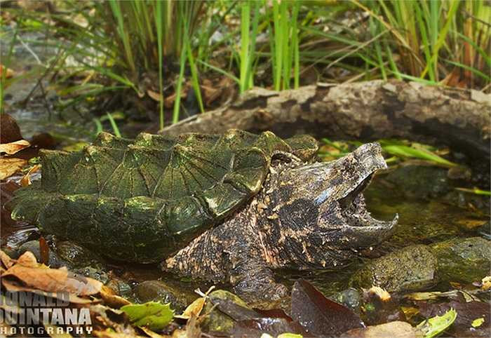 Thời gian ấp ủ khá lâu, phải sau 3 - 4,5 tháng, những chú rùa con mới đẩy vỏ chui ra ngoài. Sự hình thành giới tính của loài 'thủy quái' này phụ thuộc vào nhiệt độ tại nơi mà những quả trứng được ấp.