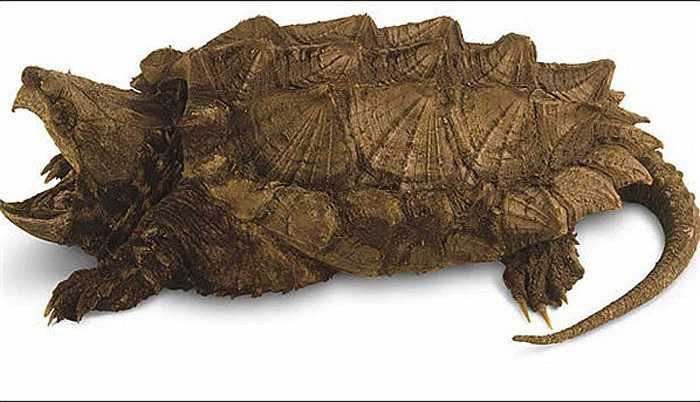 Tuy nhiên, về sau người ta đã thấy chúng xuất hiện ở nơi chúng từng có mặt.