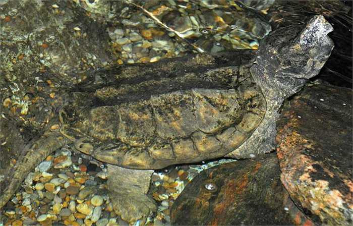 Trọng lượng của cá thể rùa cá sấu trưởng thành có thể đến cả tạ, thậm chí, đã ghi nhận cá thể lớn đến 2 tạ. Những chú rùa đực thường có thân hình to hơn so với rùa cái.