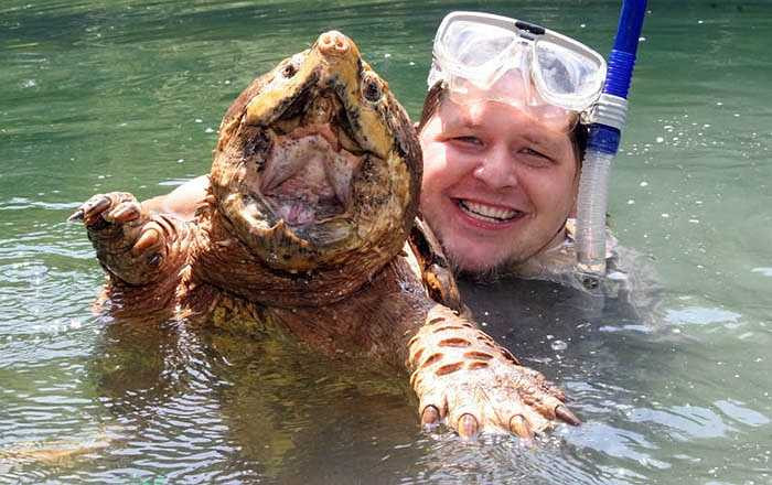 Có tên 'rùa cá sấu' có lẽ bởi thân hình kỳ dị khác thường của chúng. 