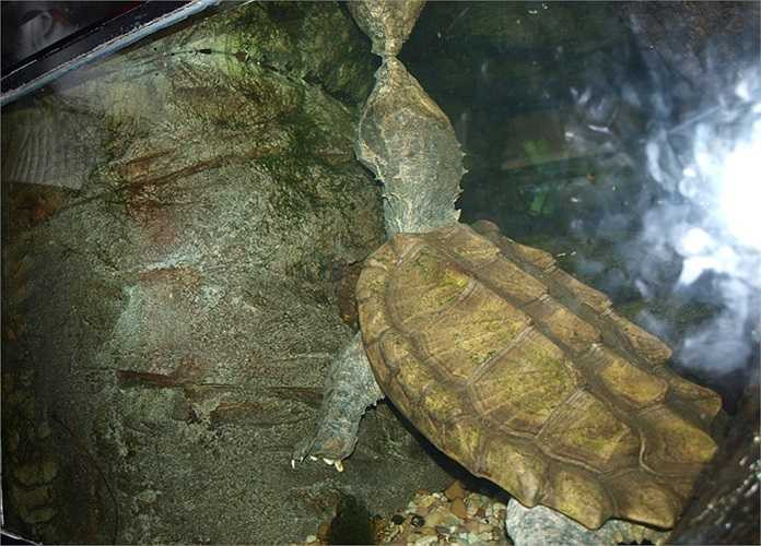 Đó cũng là cách giúp rùa cá sấu ngụy trang hoàn hảo trong môi trường tự nhiên.