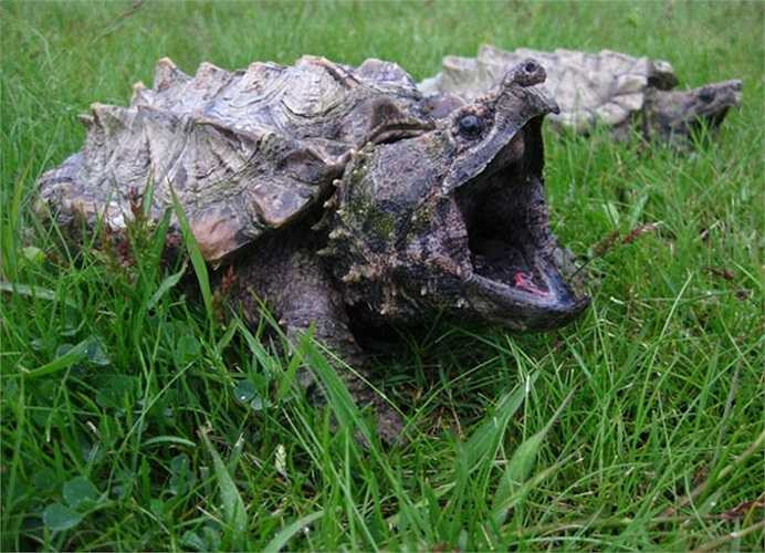 Mỗi khi tấn công con mồi, cái miệng rộng ngoác của 'thủy quái' mở rộng hết cỡ tạo ra tốc độ đớp đáng kinh ngạc. Và chỉ sau ít phút con mồi đã bị nghiền nát.