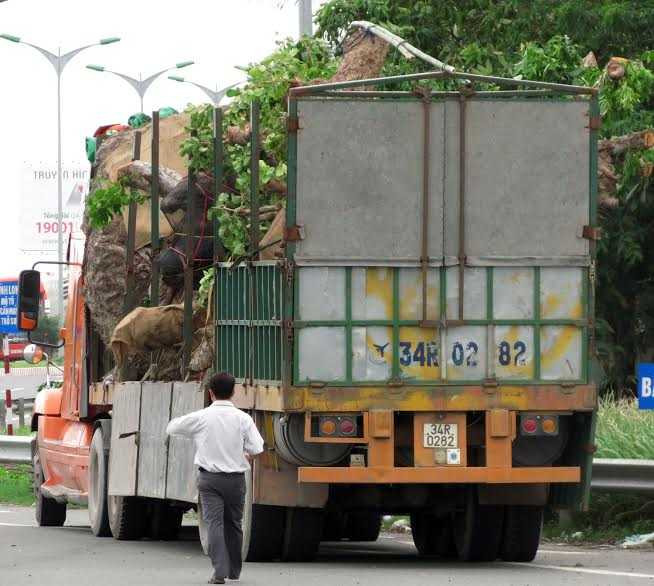 Xe chở gỗ khủng được cấp giấy phép 'đặc biệt'?