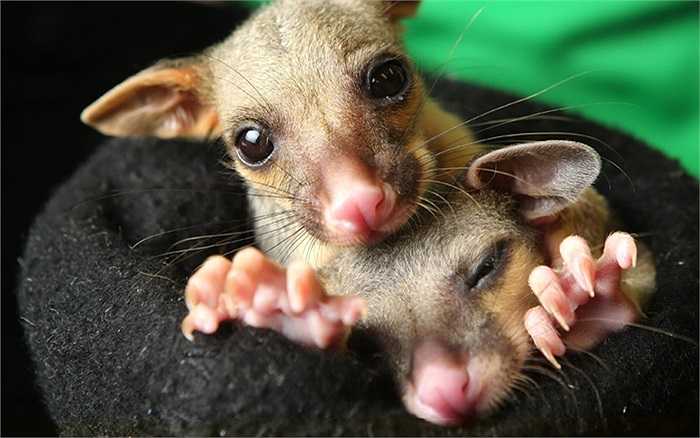 Cặp chuột túi sơ sinh 3 tháng tuổi ở Australia