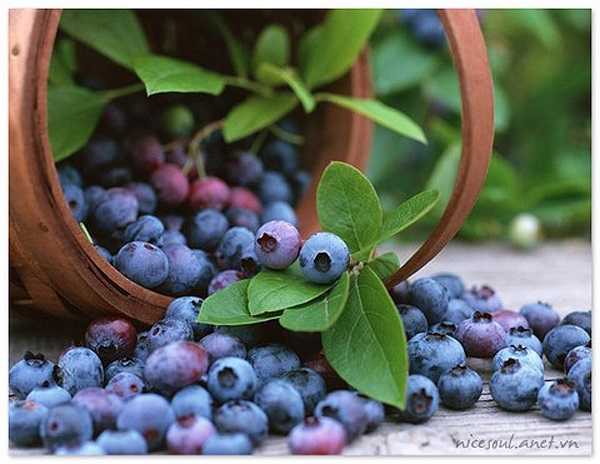 Quả việt quất: Trong quả việt quất có chứa nhiều chất xơ và các chất dinh dưỡng quan trọng, giúp giảm thiểu các tế bào hình thành mô mỡ, chống lại sự hình thành các tế bào béo.