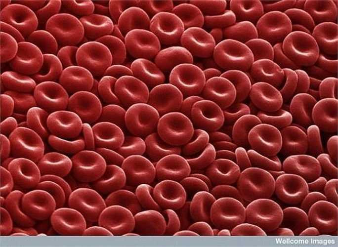 Các tế bào hồng cầu lõm hai mặt có chức năng ận chuyển oxy tới các tế bào trong cơ thể như những viên kẹo ngọt ngon lành.