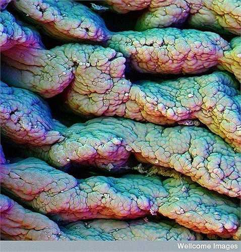 Các lông nhung trong ruột non tăng cường diện tích bề mặt của ruột, nơi giúp quá trình hấp thụ thức ăn. Hãy nhìn gần lại và bạn sẽ thấy chút thức ăn còn dính lại ở một trong các kẽ nứt của thành ruột.