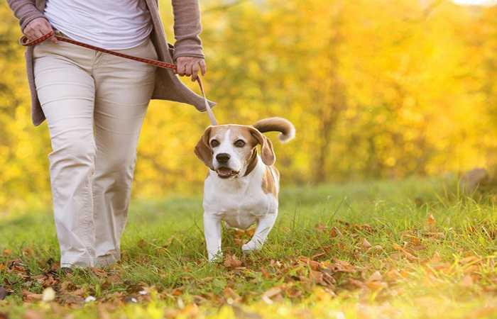 Giảm cân: Một nghiên cứu cho thấy việc tập thể dục cùng với những con chó có thể giúp giảm cân nhiều hơn những người không có. Tập thể dục như vậy giúp bạn vận động nhanh và linh hoạt hơn, chúng sẽ trở thành bạn đồng hành trung thành với bạn mỗi ngày. 