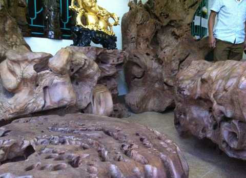 "đại gia" quê lúa, gù hương, Thái Bình, Tây Nguyên