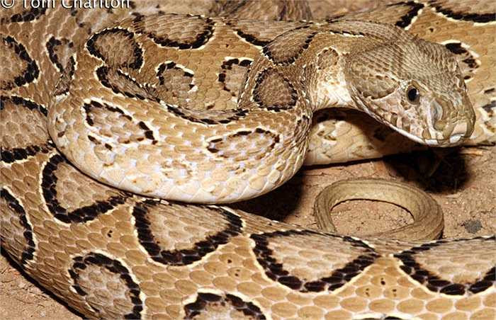 Chiều dài tối đa của loài rắn này gần 1,7m. Tuy nhiên, ở các vùng có điều kiện tự nhiên không thuận lợi thì chiều dài của rắn Daboia chỉ vào khoảng 1,2m.