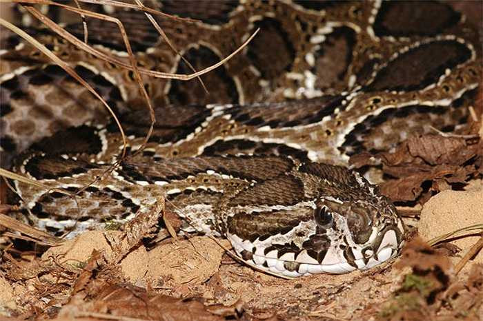 Ban đầu, nạn nhân sẽ bị phù nề, máu chảy kéo dài, sau đó tụt huyết áp, nhịp tim giảm.