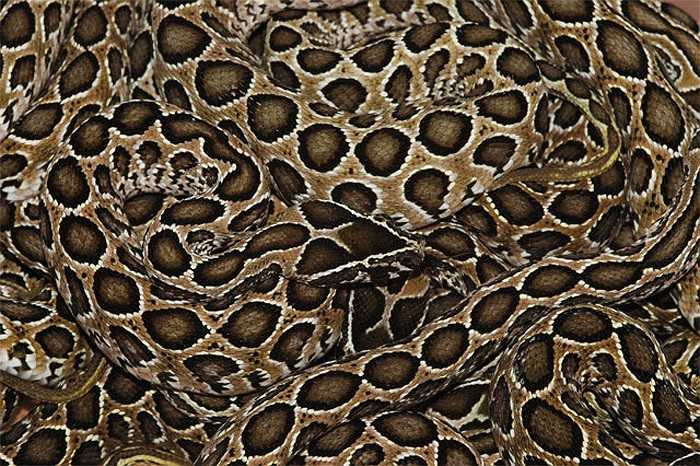 Tiếp đó, chỗ rắn cắn sẽ hoại tử. Khoảng 30 - 35% nạn nhân sẽ suy thận, xuất hiện các cục máu đông khắp các thành mạch và dẫn đến tử vong.