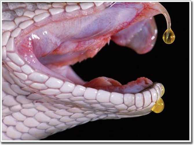 Chất độc có tên Russell’s Viper sau khi xâm nhập vào cơ thể con người sẽ gây ra chảy máu khó kiểm soát, dẫn tới nạn nhân bị xuất huyết tuyến yên - cơ quan phụ trách sản xuất hoóc môn cho cơ thể.