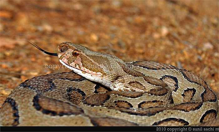 Triệu chứng trên được gọi là hội chứng Sheehan. Các bác sĩ đã thử nghiệm nhiều biện pháp để cứu giúp những bệnh nhân mắc phải triệu chứng Sheehan, tuy nhiên nhiều ca chưa thành công.