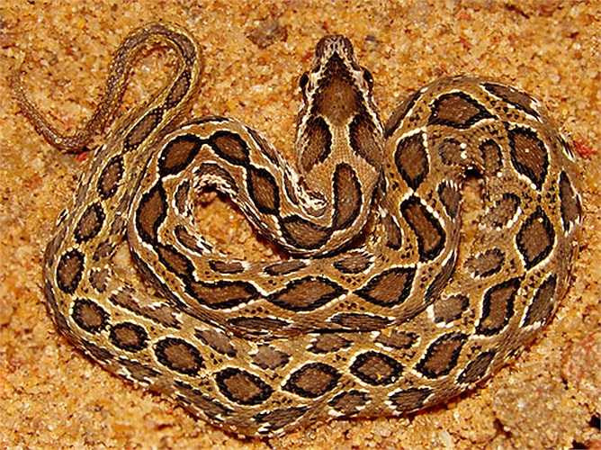 Da của chúng thường có màu nâu vàng hoặc xanh xám, toàn thân có những vòng tròn đốm đen tựa loài báo đốm.