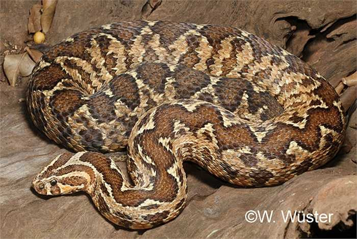 Môi trường sống của rắn Daboia khá phong phú, là các khu rừng rậm rạp, vùng đất nhiều cỏ, đồng bằng, đầm lầy nhiều mưa...