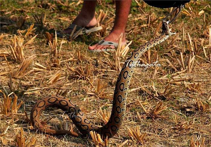 Rắn Daboia thường kiếm ăn chủ yếu vào ban đêm. Tuy nhiên vào mùa thu, đông khi thời tiết mát mẻ chúng có thể vẫn tìm kiếm thức ăn và hoạt động nhiều cả về ban ngày.