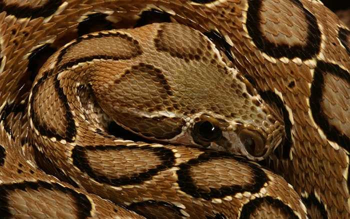 Món ăn khoái khẩu của rắn Daboia là loài ngặm nhấm như chuột, thỏ... Con mồi của rắn Daboia sống gần với con người vì vậy nguy cơ bị loài này tấn công là rất cao.