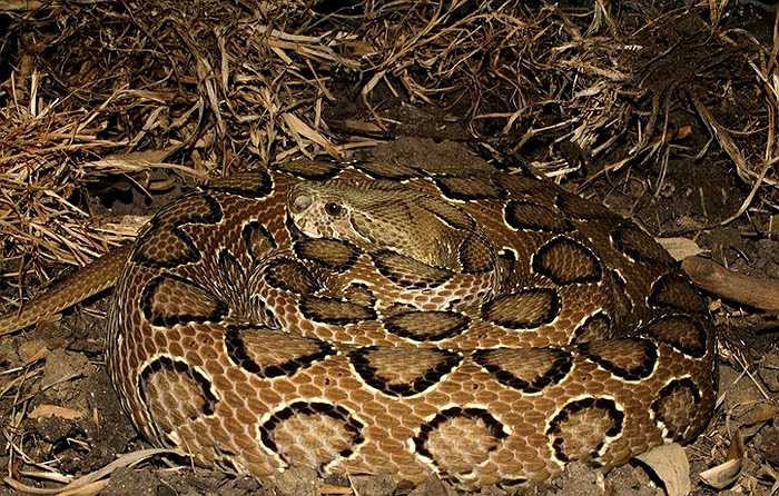 Khi bị đe dọa, rắn Daboia gồng mình tạo thành chữ S, bật khỏi mặt đất và phát ra tiếng rít ghê người.