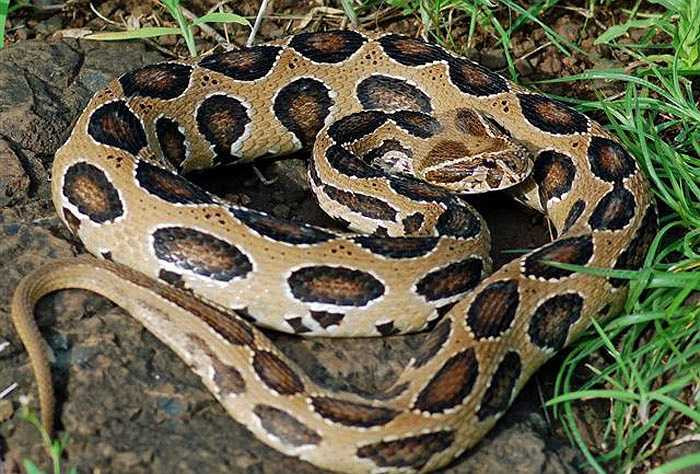 Rắn Daboia sinh sản quanh năm, tuy nhiên mùa xuân và hạ là hai mùa mà rắn Daboia sinh sản rầm rộ nhất.