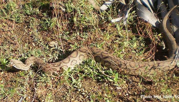 Rắn Daboia được xem là một trong 4 loài rắn có nọc độc ghê gớm nhất thế giới. Chỉ cần nhiễm phải 40 - 70mg nọc độc sau cú đớp, một người trưởng thành nhanh chóng mất mạng. 