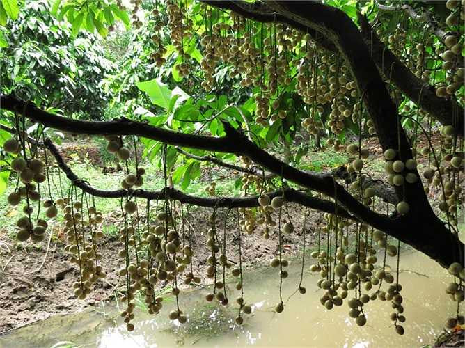 Huyện Phong Điền (TP Cần Thơ) có hơn 600ha diện tích trồng dâu Hạ Châu, tập trung nhiều ở các xã Nhơn Ái, Mỹ Khánh và thị trấn Phong Điền.