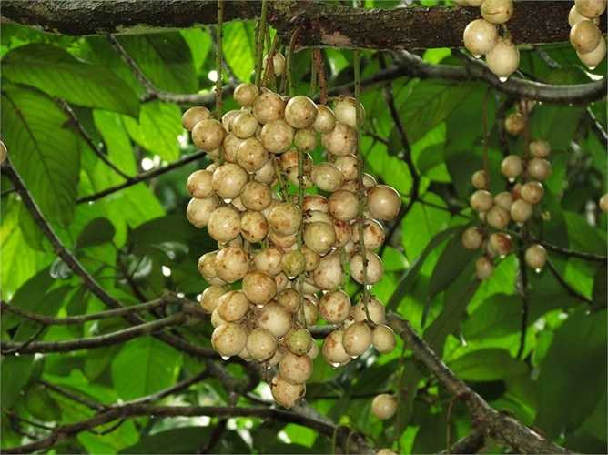 Mỗi năm, dâu Hạ Châu cho trái ba vụ: vụ nghịch vào tháng năm âm lịch, vụ mùa vào tháng tám âm lịch, và vụ muộn vào tháng mười một âm lịch.