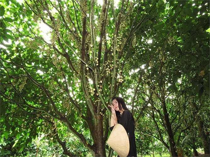 'Quanh năm bên xóm nghèo, em canh giữ cho vườn dâu xanh...'