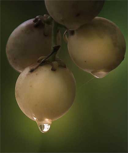 Trái dâu Hạ Châu to như trứng gà tre, khi chín trái dâu có màu xanh lợt hoặc ngả sang màu trắng ngà vàng tươi, vỏ mỏng hơn loại dâu da bình thường, chùm trái hơi thưa nhưng múi dâu ăn vào có vị ngọt thanh hơi chua nhẹ dễ kích thích vị giác của người thưởng thức.