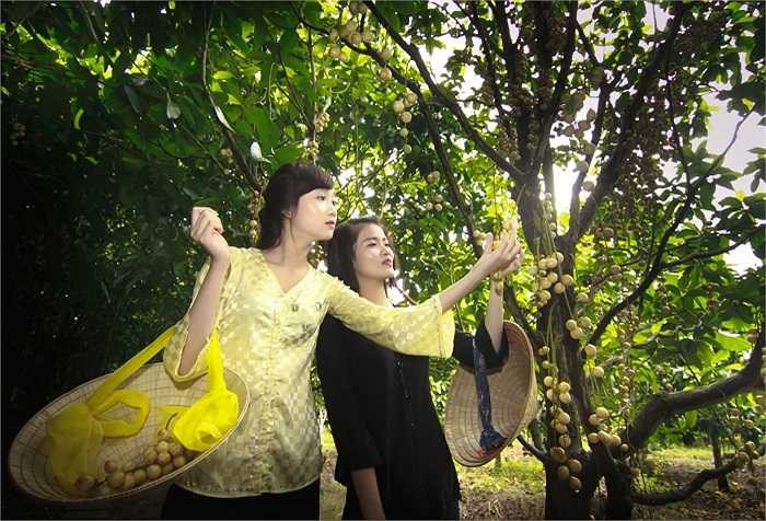 Dâu Hạ Châu trồng chừng 5 năm thì cho trái. Đặc biệt là càng lâu năm, cây càng cao lớn, cho càng nhiều trái, mùi vị càng thêm thơm ngọt, đậm đà