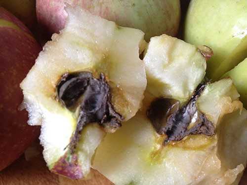 Táo Trung Quốc hạt mốc xanh trong khi vỏ, ruột vẫn tươi ngon.