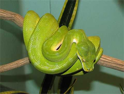 Trăn cây (Green Tree Python): Được tìm thấy ở Nam Mỹ, tập trung gần và quanh khu vực sông Amazon kích thước từ 1,8-2,2m khi trưởng thành có tuổi thọ từ 15-20 năm. Loài trăn này được đánh giá là một trong những dòng trăn đẹp nhất thế giới.