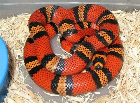 Đây thực sự là một trong số những loài rắn đẹp nhất. Rắn sữa Honduras sống chủ yếu ở Honduras và Nicaragua, Trung Mỹ. Chúng là loài rắn sặc sỡ và không hề có nọc độc, hiện đang được ưa chuộng tại nhiều quốc gia như một sinh vật cảnh độc đáo